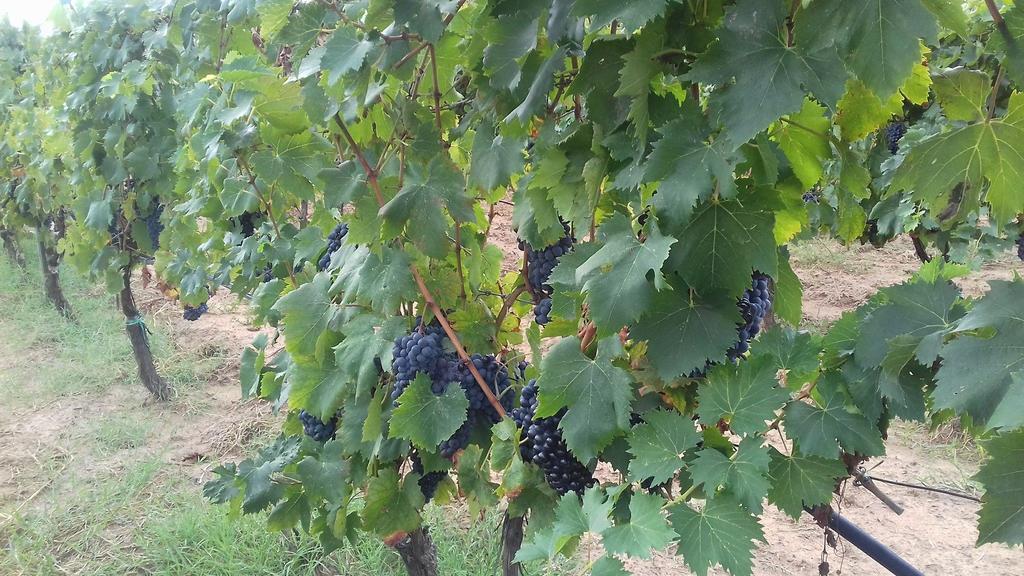 Agriturismo Val Di Nappo カスティリオーネ・デッラ・ペスカーイア エクステリア 写真